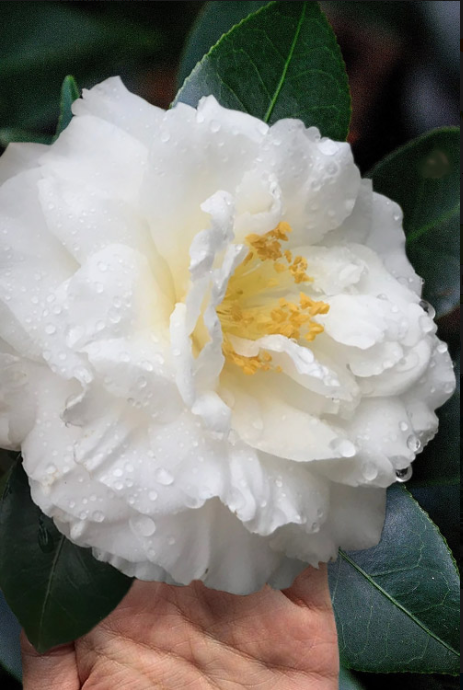 Camellia japonica 'Colonial Dame' Colonial Dame Camellia
