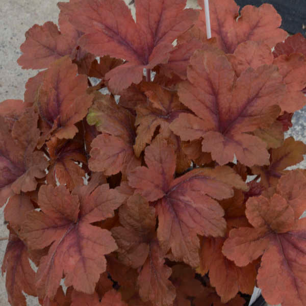 Heucherella 'Pumpkin Spice' PP29925 Pumpkin Spice Foamy Bells 1 Gallon