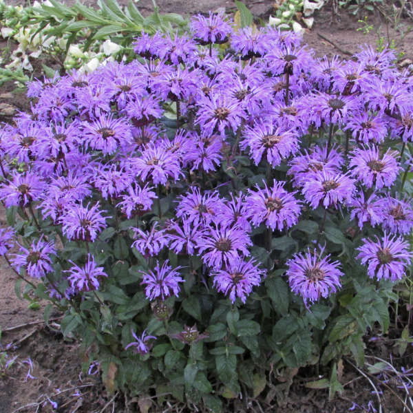 Monarda 'Blue Moon' PP29549 Sugar Buzz® Blue Moon Bee Balm 1g