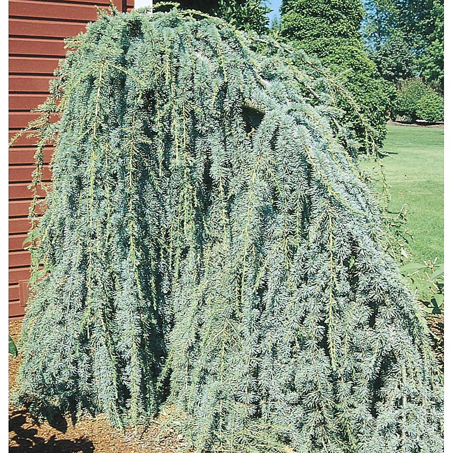 Cedrus atlantica 'Glauca Pendula' Weeping Blue Atlas Cedar 10 Gallon