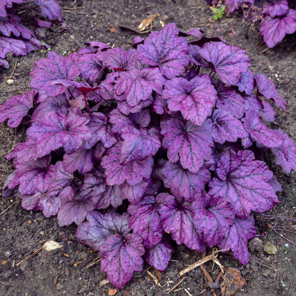 Heuchera 'Electric Plum' PP29924 Electric Plum Coral Bells 1g