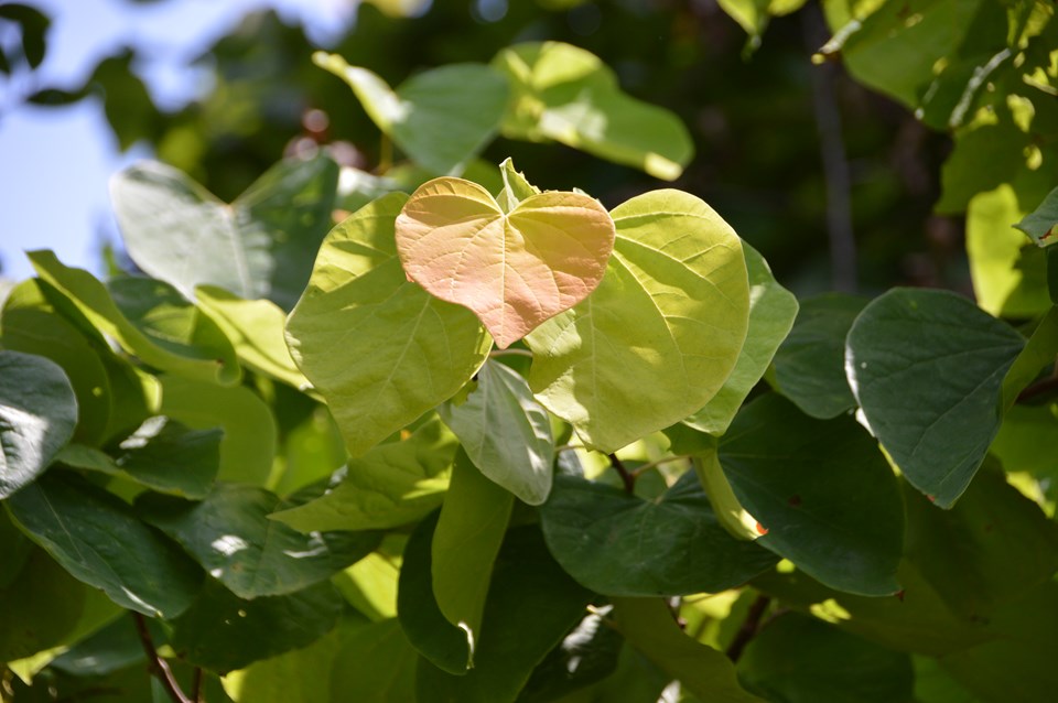 Cercis canadensis 'JN2' PP21451 Rising Sun Redbud 15 Gallon