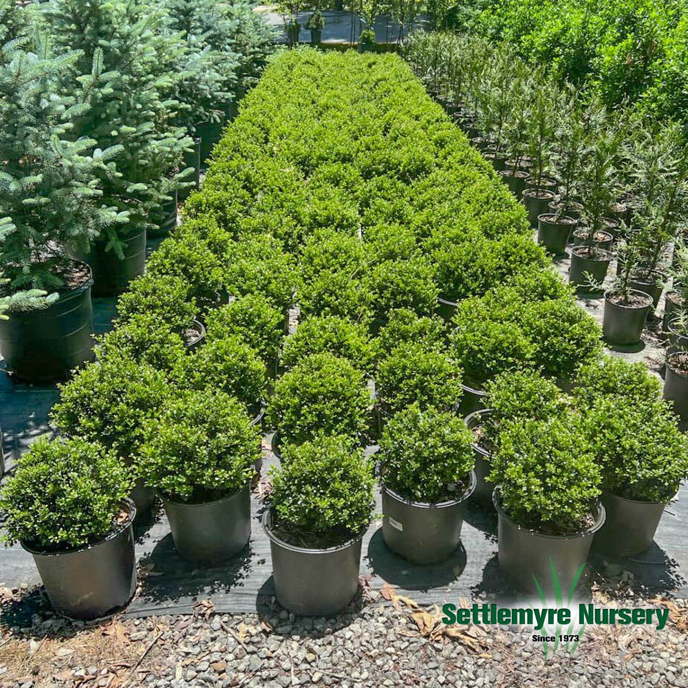 Ilex crenata 'Compacta' Compact Japanese Holly