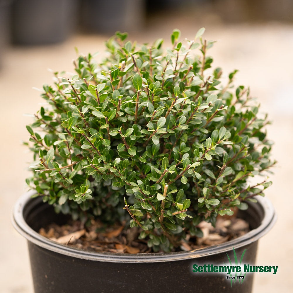 Ilex crenata 'Compacta' Compact Japanese Holly