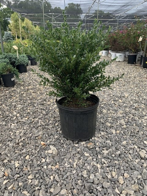 Ilex crenata 'Compacta' Compact Japanese Holly