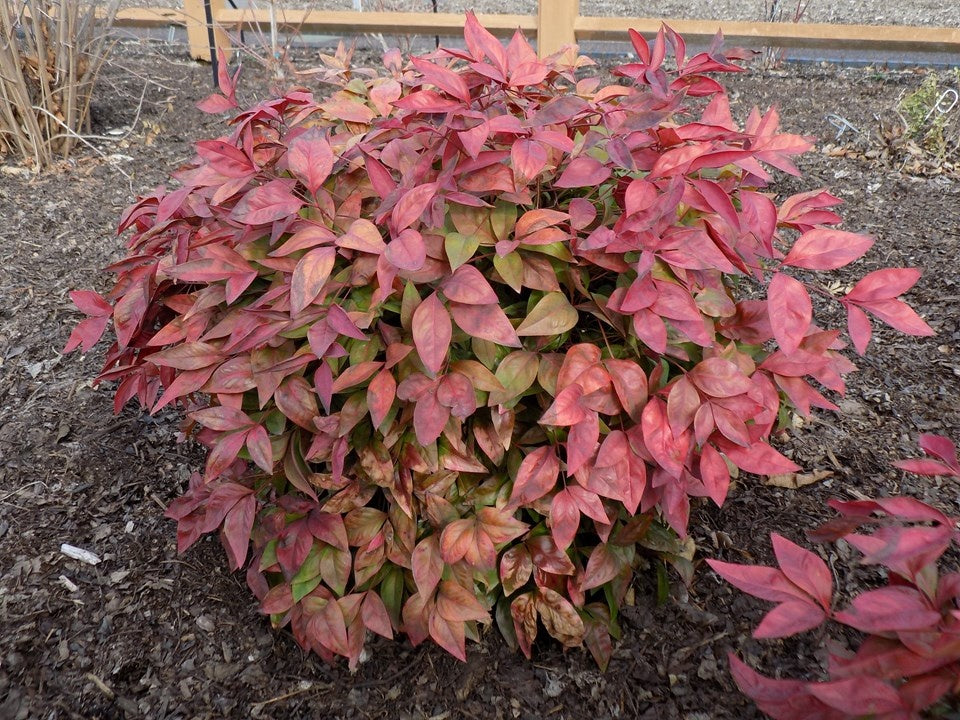 Nandina domestica 'AKA' PP19916 Blush Pink™ Nandina 3 Gallon