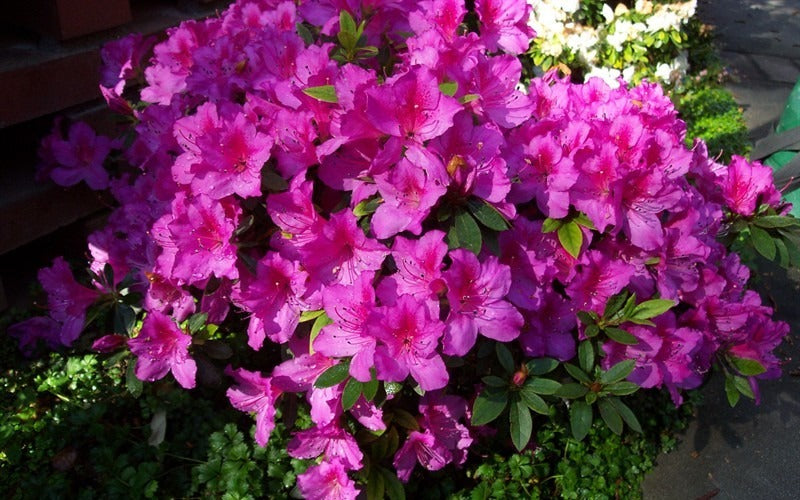 Rhododendron indica 'Formosa' Formosa Azalea