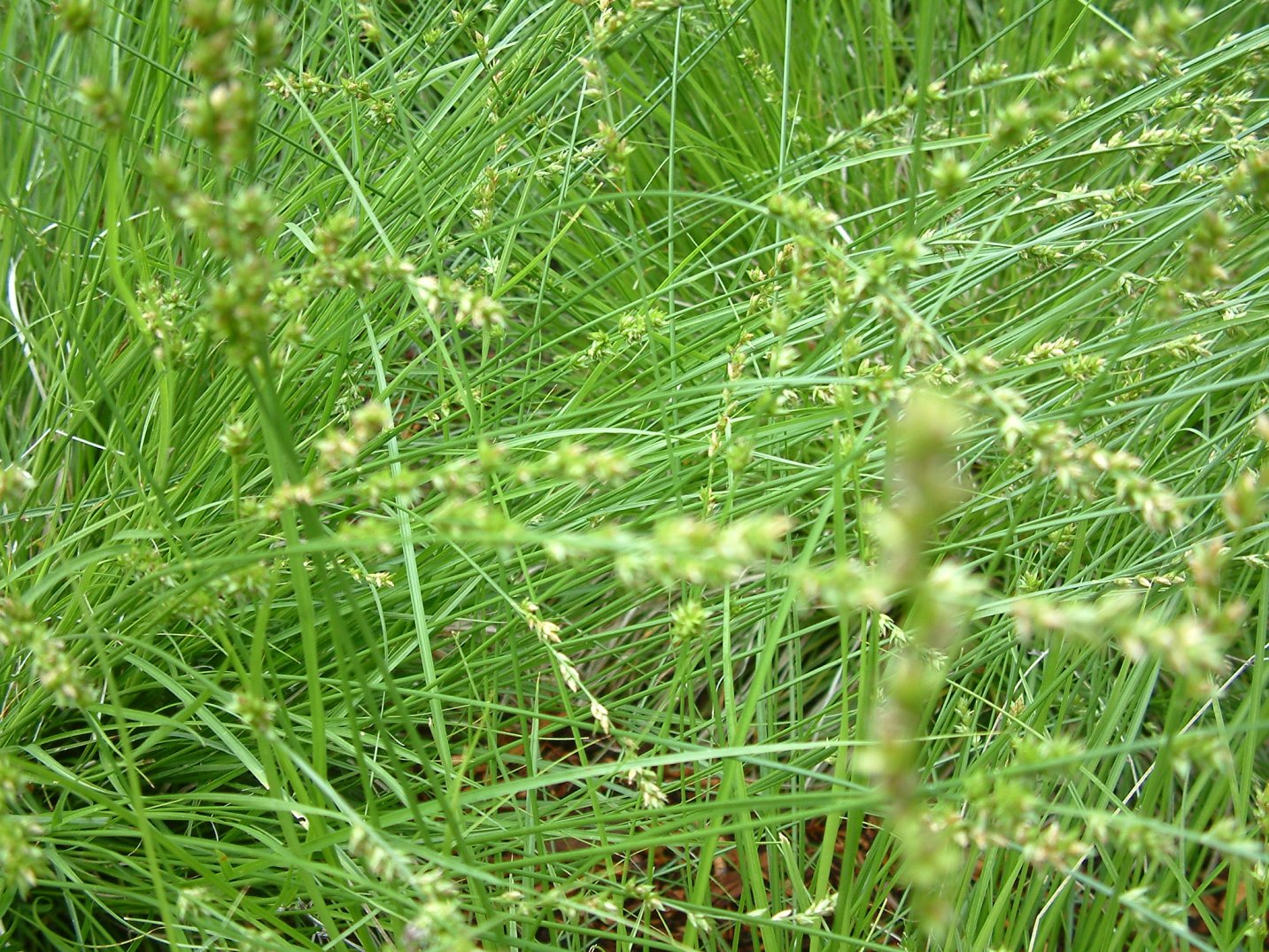 Carex divulsa 'Berkeley' Berkeley Sedge 1g