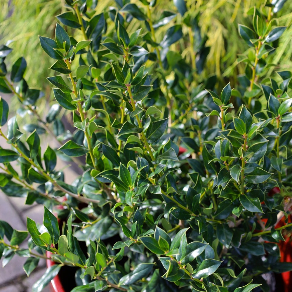 Ilex cornuta 'Needlepoint' Needlepoint Holly