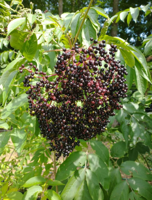 York Elderberry 3g