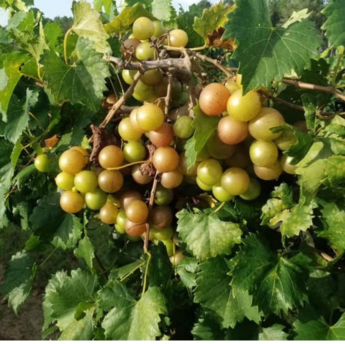 Scuppernong Muscadine 1g