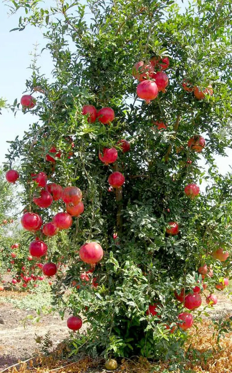 succulent pomegranate Wonderful Pomegranate 1 Gallon