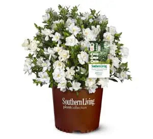 Jubilation™ Gardenia 3 Gallon