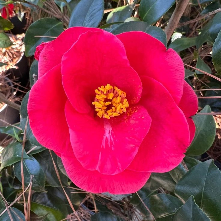 Camellia japonica 'Greensboro Red' Greensboro Red Camellia