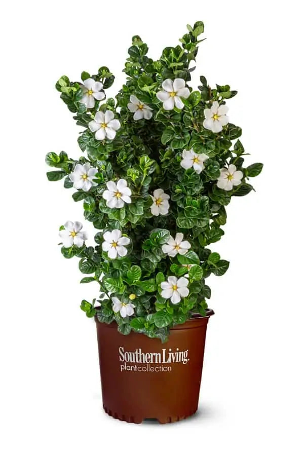 Diamond Spire Gardenia 3 Gallon
