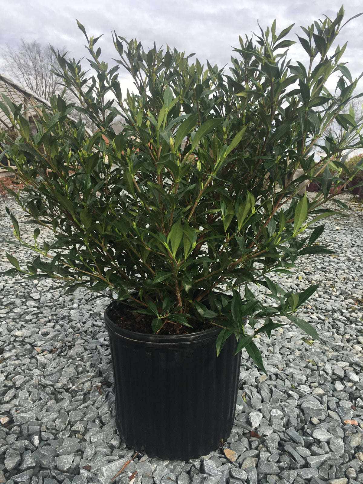 Frostproof Gardenia 3 Gallon