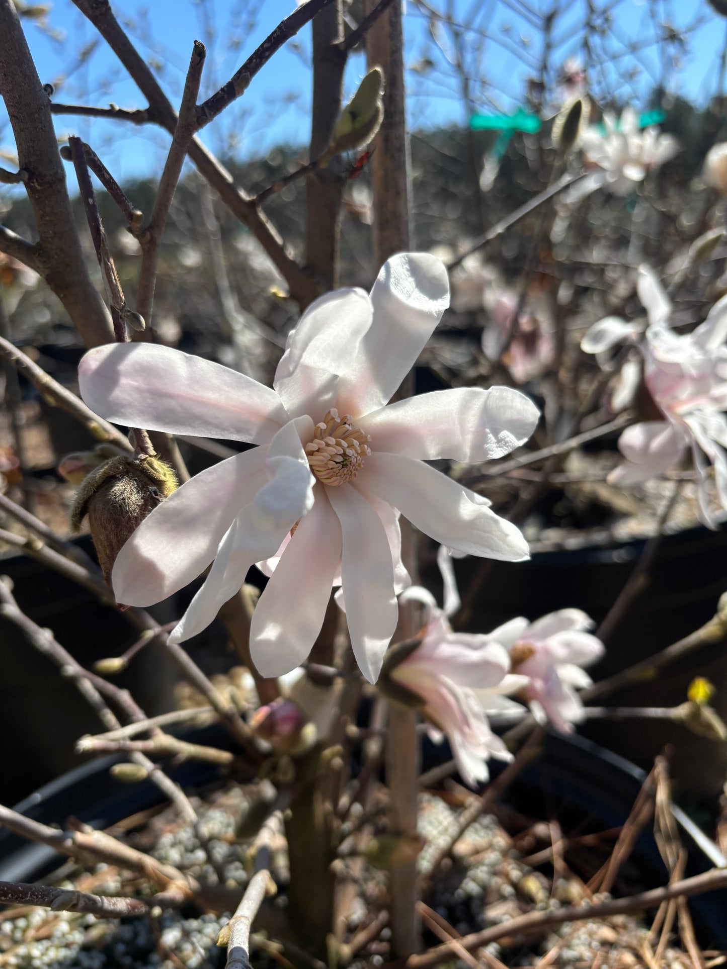 Royal Star Magnolia 15g