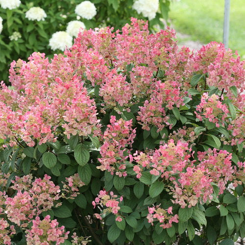 Little Quick Fire® Hardy Hydrangea 3g