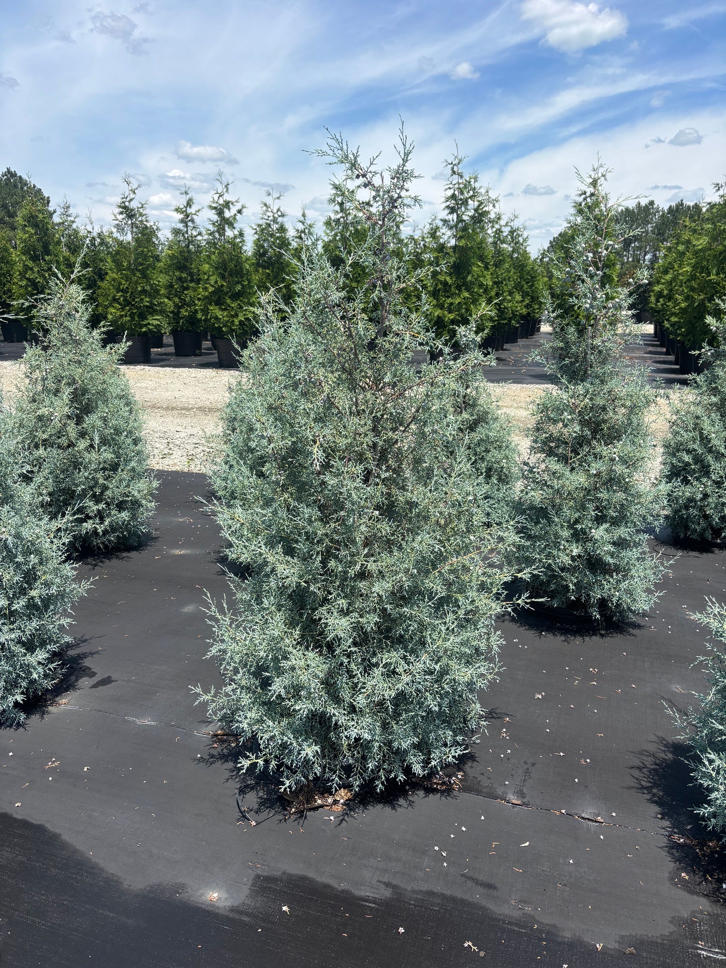 Carolina Sapphire Arizona Cypress