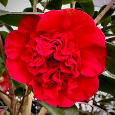 Camellia japonica 'Professor Sargent' Professor Sargent Camellia