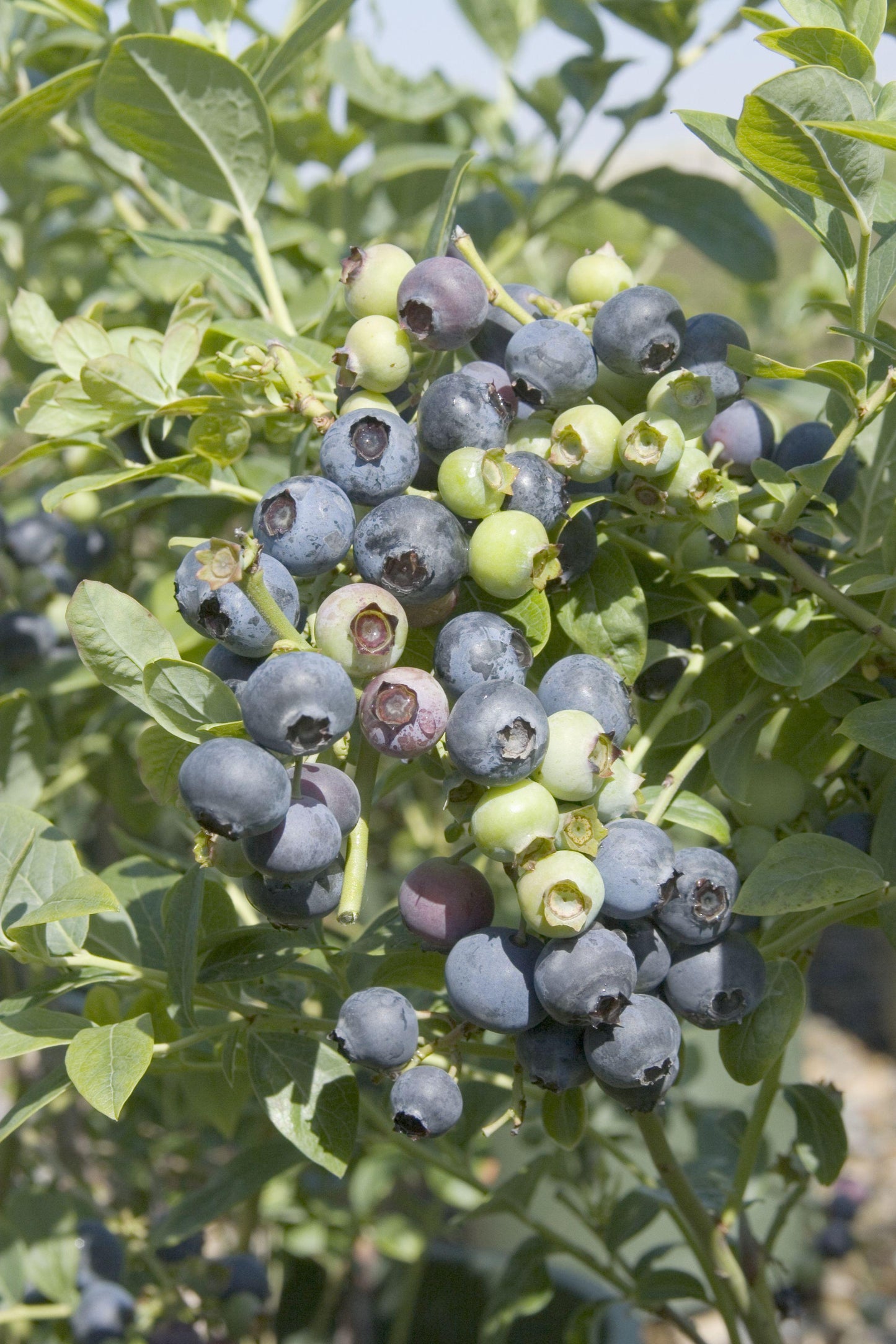 O'Neal Highbush Blueberry 3 Gallon
