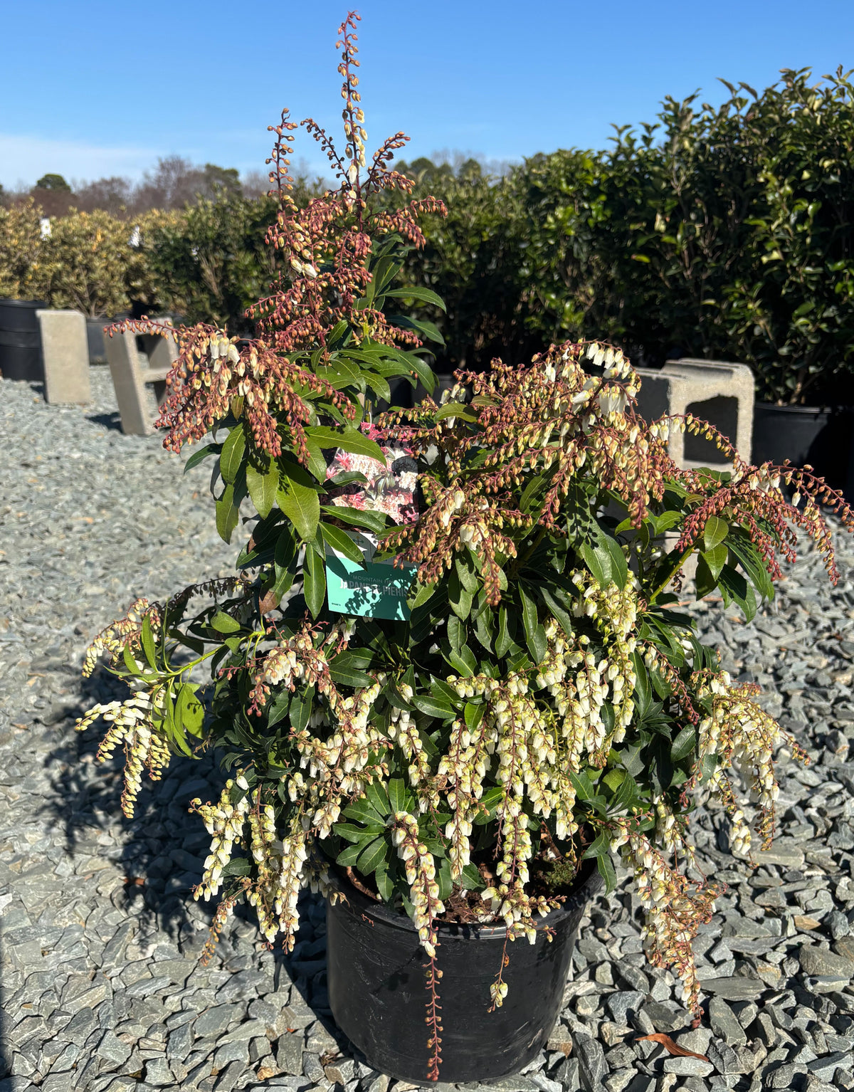 Mountain Fire Japanese Pieris 3 Gallon