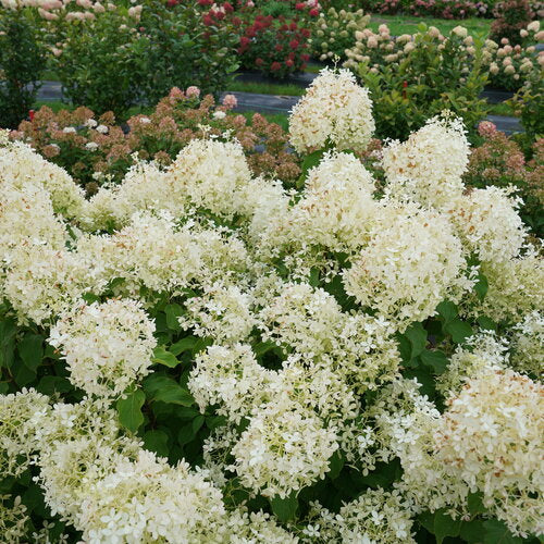 Puffer Fish® Hydrangea 3 Gallon