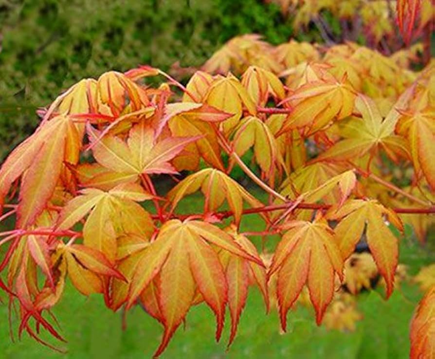 Acer palmatum 'Katsura' Katsura Japanese Maple 3 Gallon