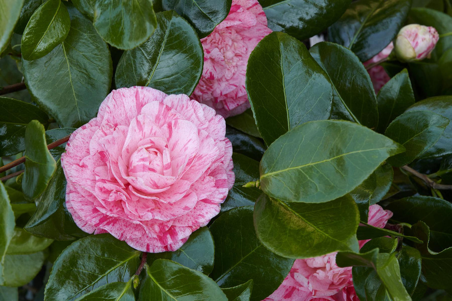 Carter's Sunburst Camellia 3g