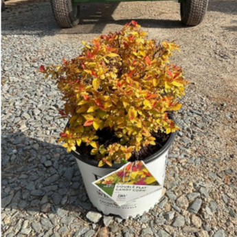 Double Play® Candy Corn™ Spirea 3 Gallon