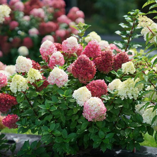 Little Lime Punch®  Hydrangea 3g