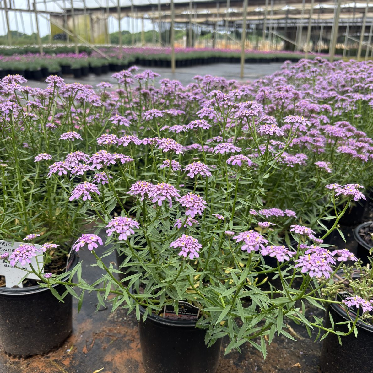 Iberis x 'Mermaid Lavender' Mermaid Lavender Evergreen Candytuft 1 Gallon