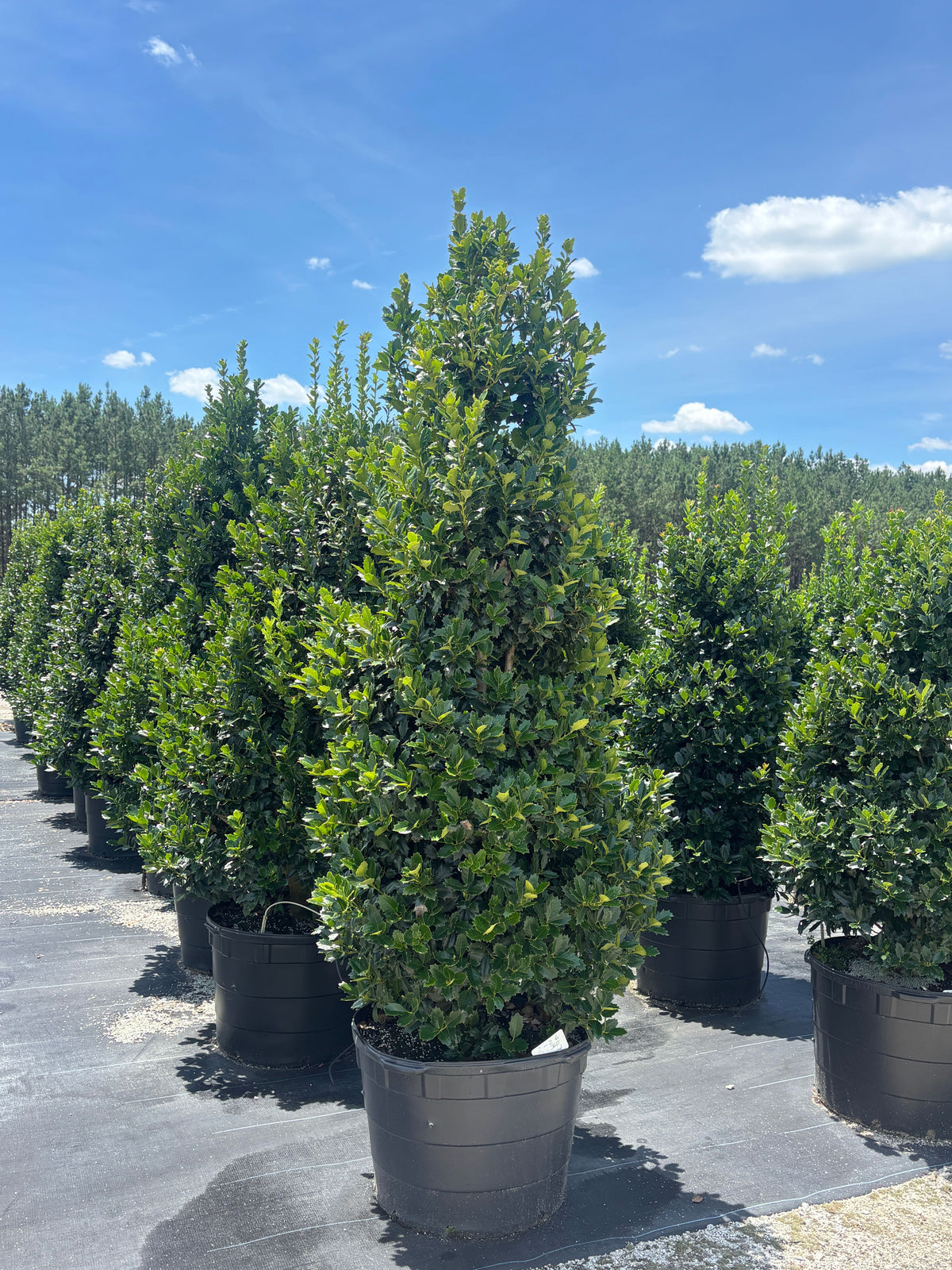 Ilex x 'Magland' PP14417 Oakland® Holly