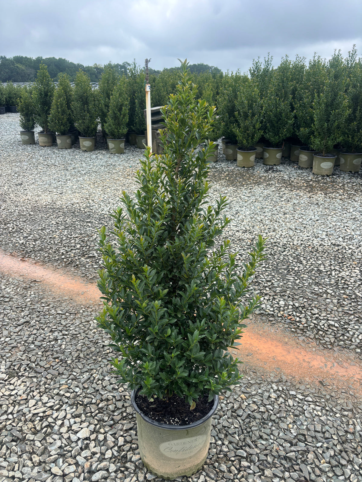 Ilex x 'RutHol4' PPAF Arrow Point® Holly