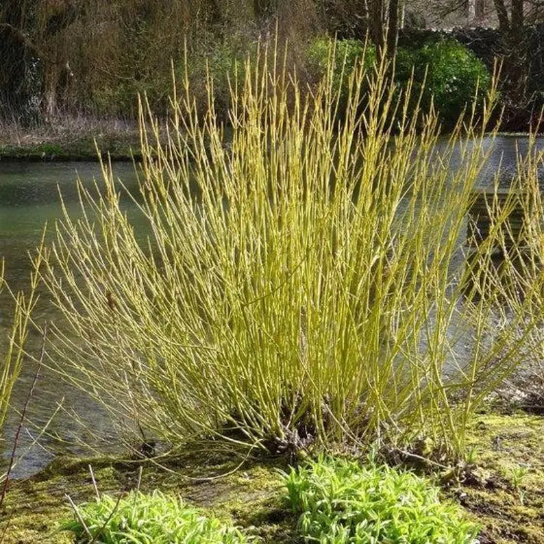 Arctic Fire® Yellow Twig Dogwood 3g