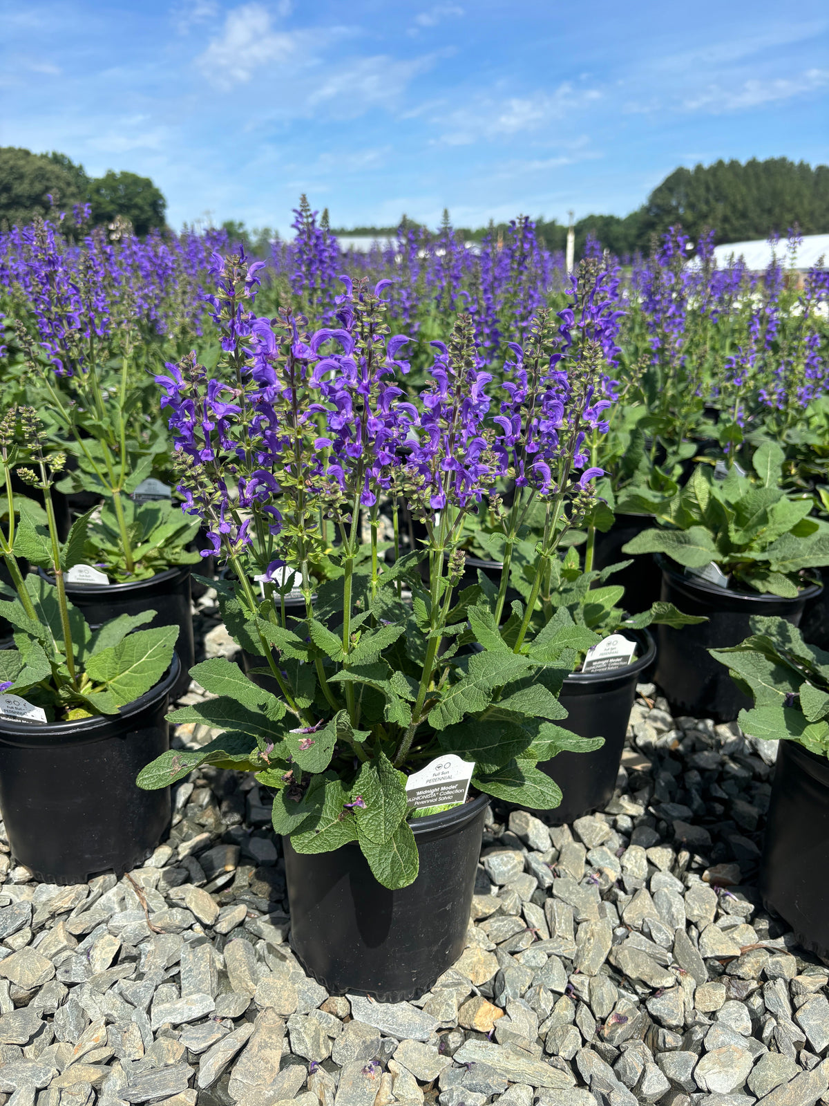 Salvia 'Midnight Model' PP29498 Fashionista® Midnight Model Blue Salvia 1 Gallon