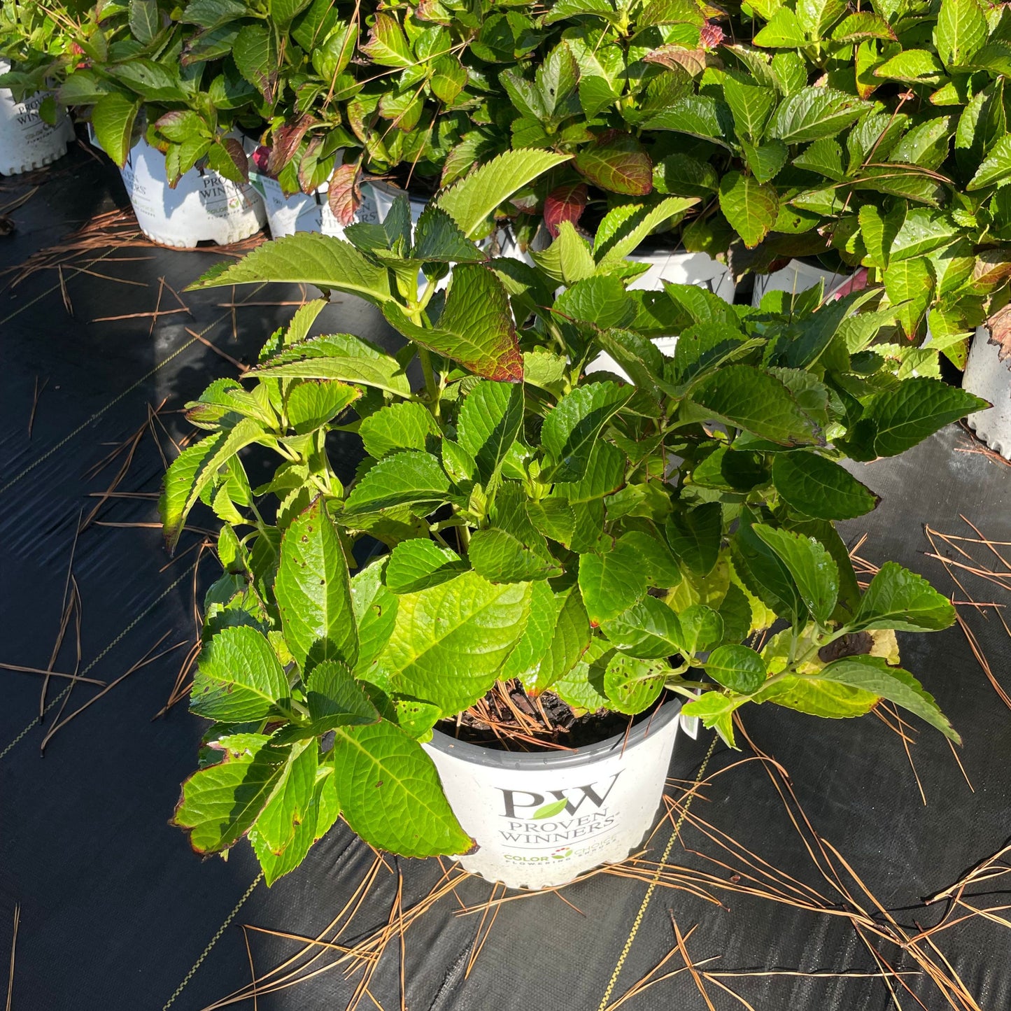Wee Bit Giddy® Hydrangea 3g