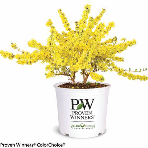 Show Off® Forsythia 3 Gallon