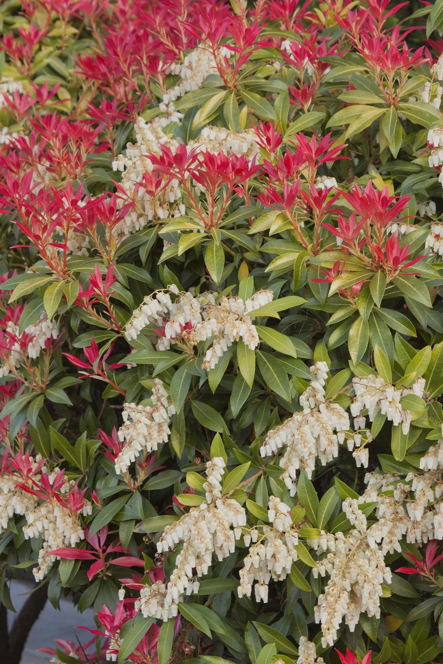 Mountain Fire Japanese Pieris 3g