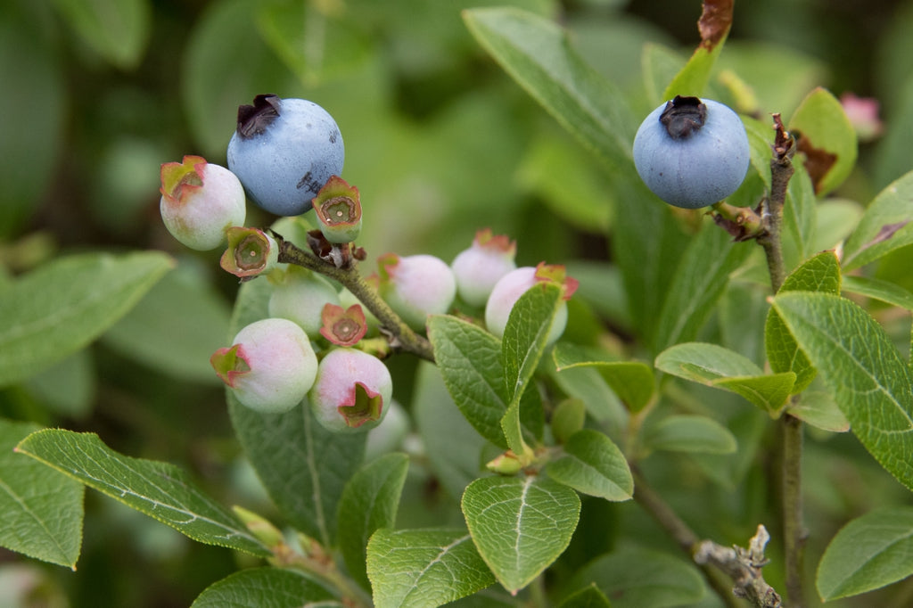 Top Hat Lowbush Blueberry 3 Gallon