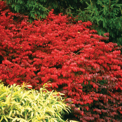 Fire Ball® Burning Bush 3g