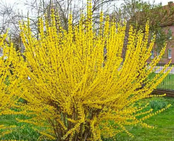 Lynwood Gold Forsythia 3 Gallon