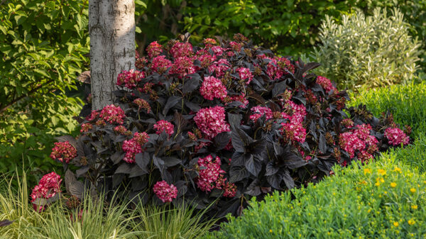 Eclipse® Bigleaf Hydrangea 3 Gallon