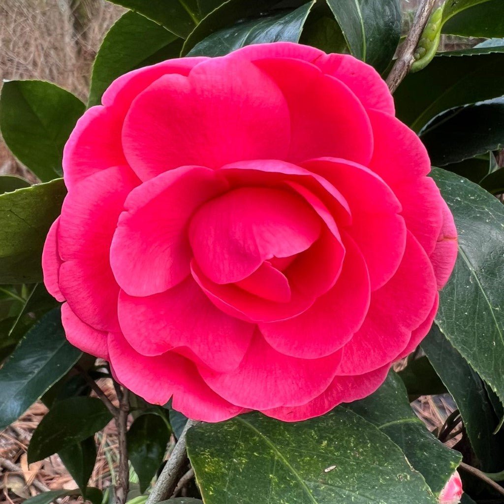 Jack's Camellia 3g