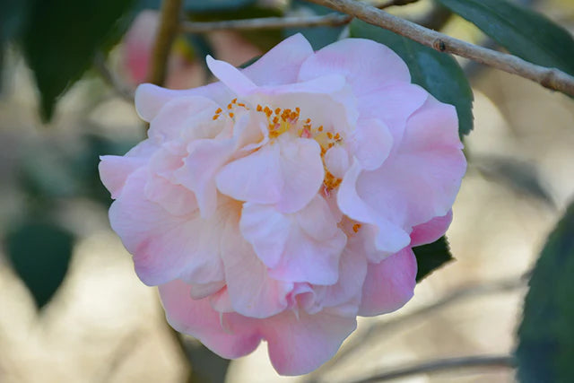 High Fragrance Camellia 7g