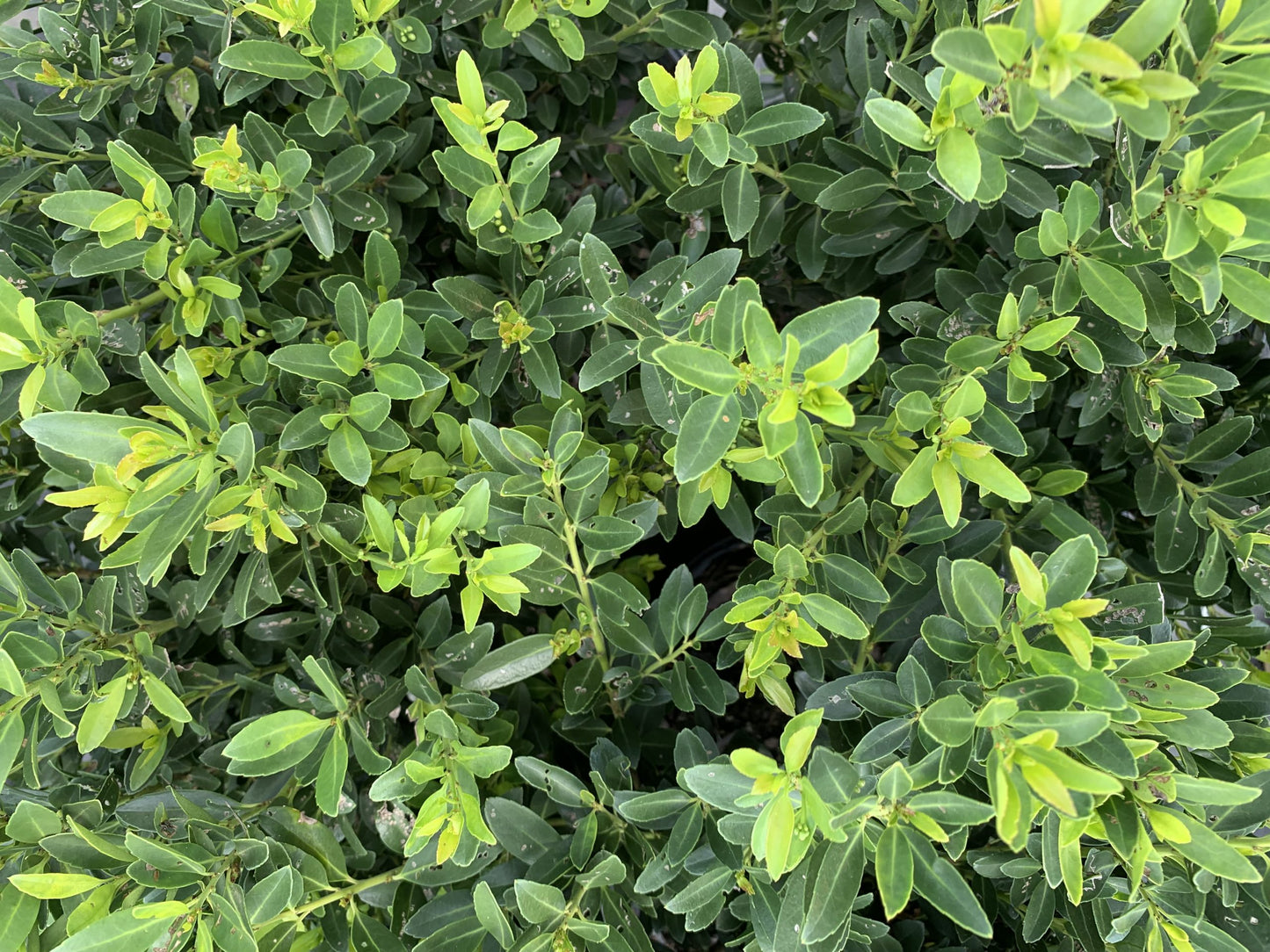Hoogendorn Japanese Holly 3 Gallon