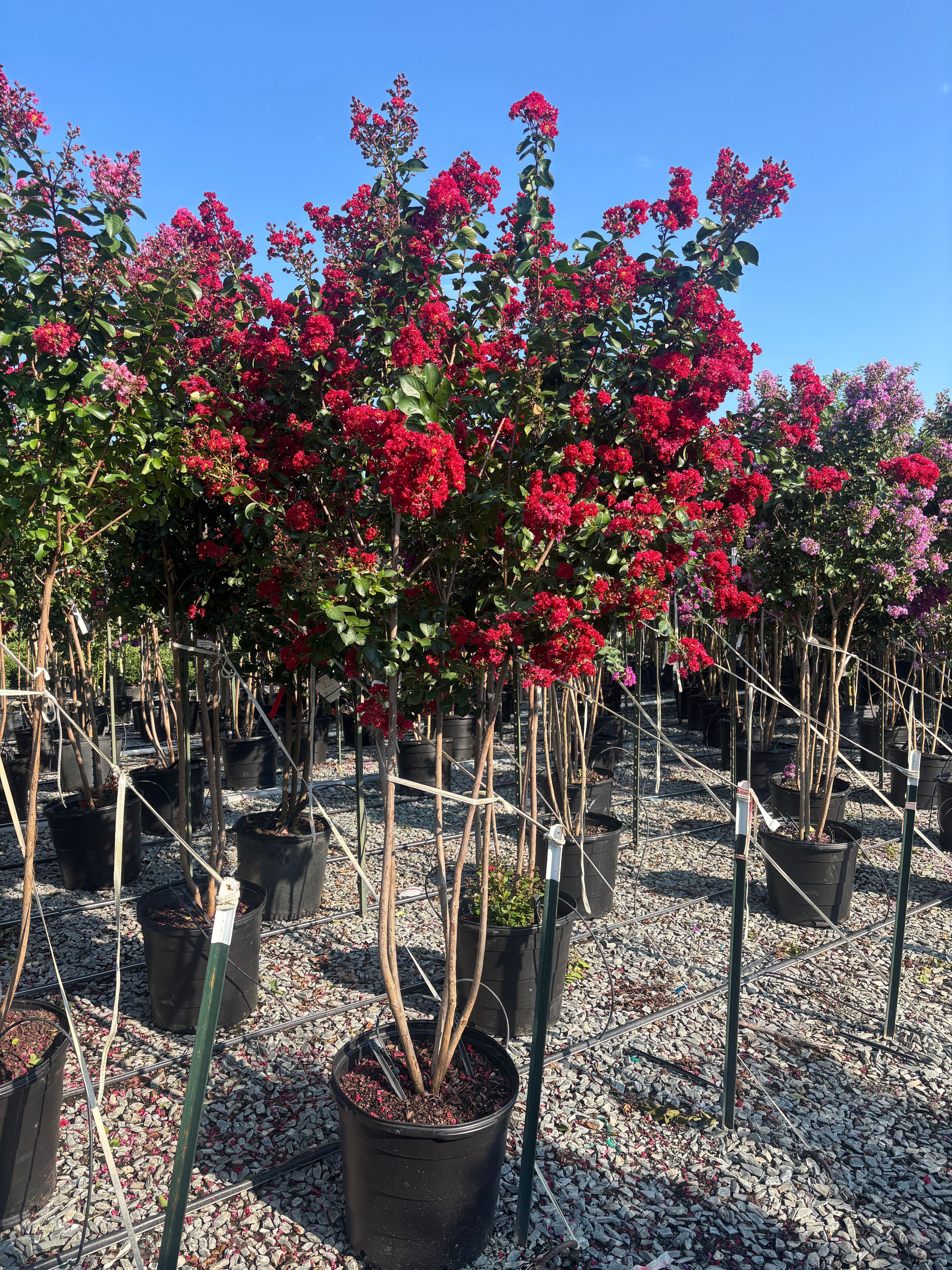 Lagerstroemia x 'JMI' PPAF Colorama™ Scarlet Crape Myrtle
