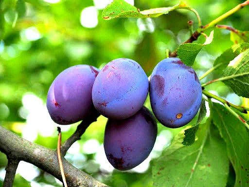 Blue Damson Plum 5g