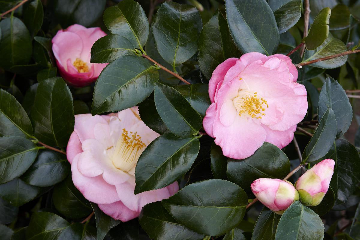 Camellia japonica 'April Remembered' April Remembered Ice Angels® Camellia