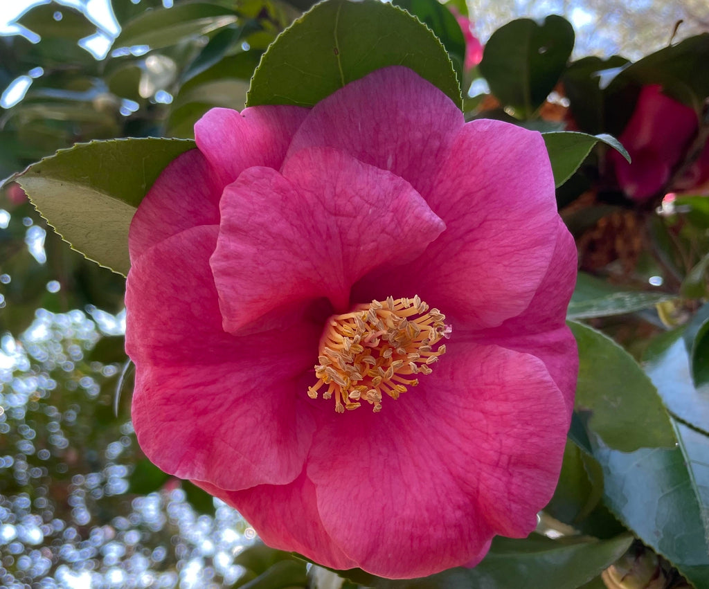 Lady Clare Camellia 3g